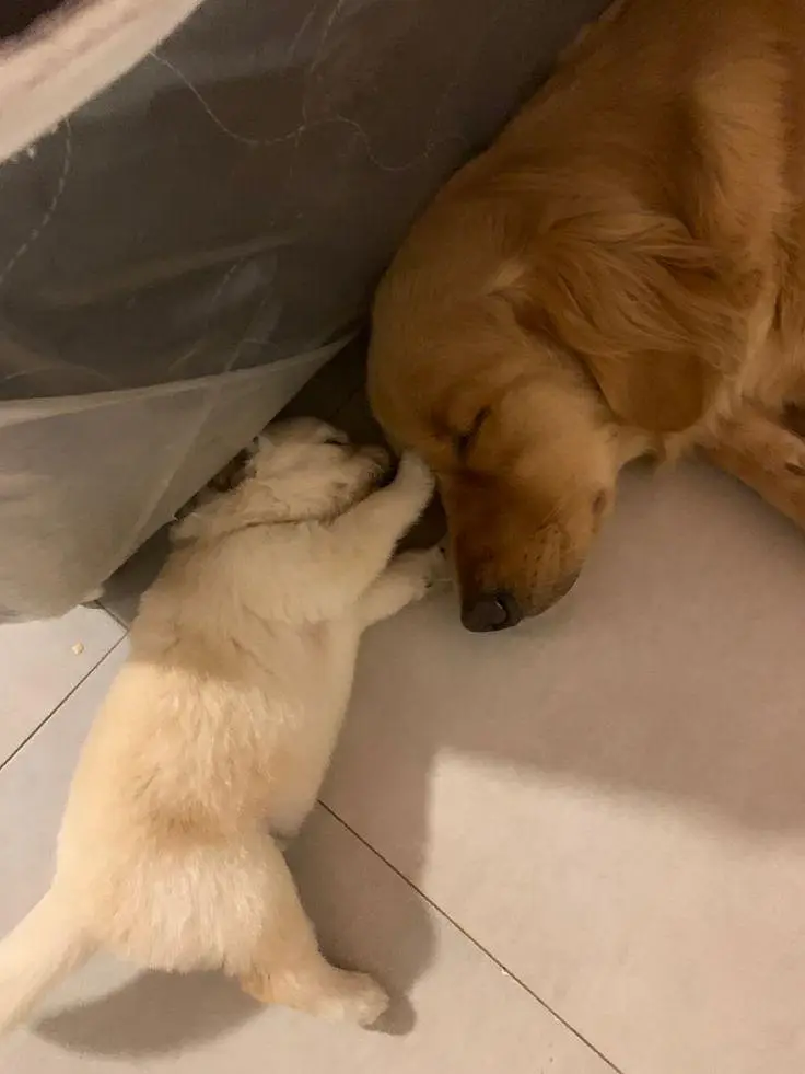 Golden Retriever Puppies Available For Good Home — photo 4