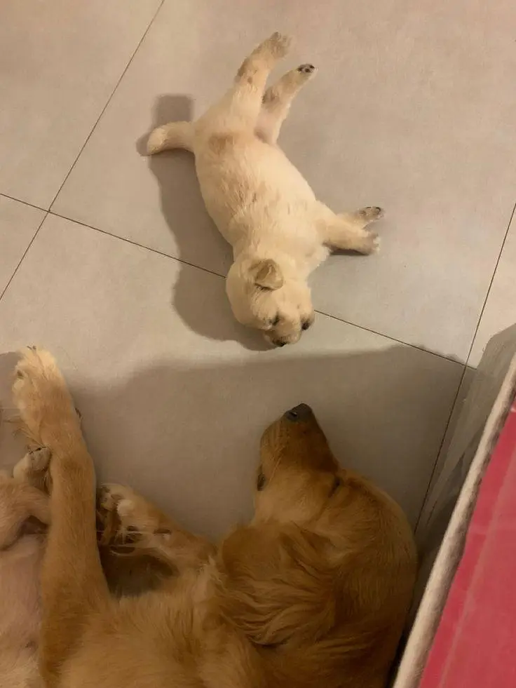 Golden Retriever Puppies Available For Good Home — photo 5