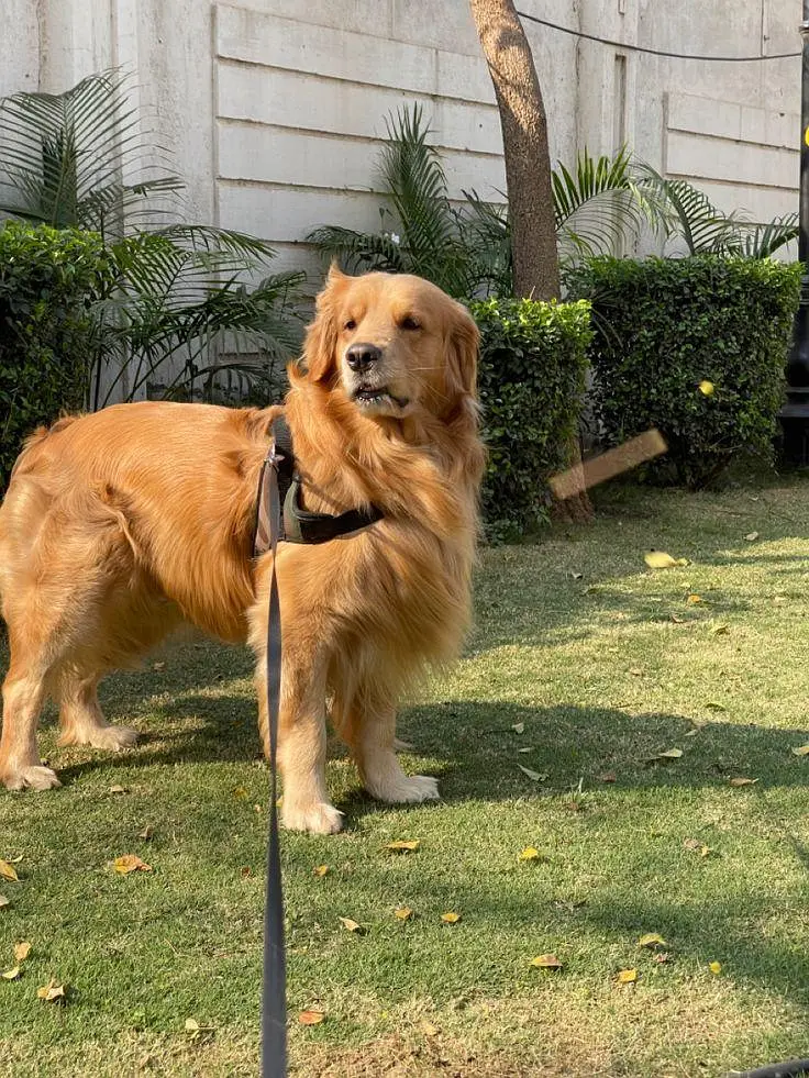 Golden Retriever Puppies Available For Good Home — photo 6