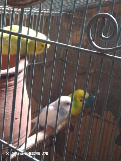 sale my love bird and cocktail 1 and budgree 5pieces