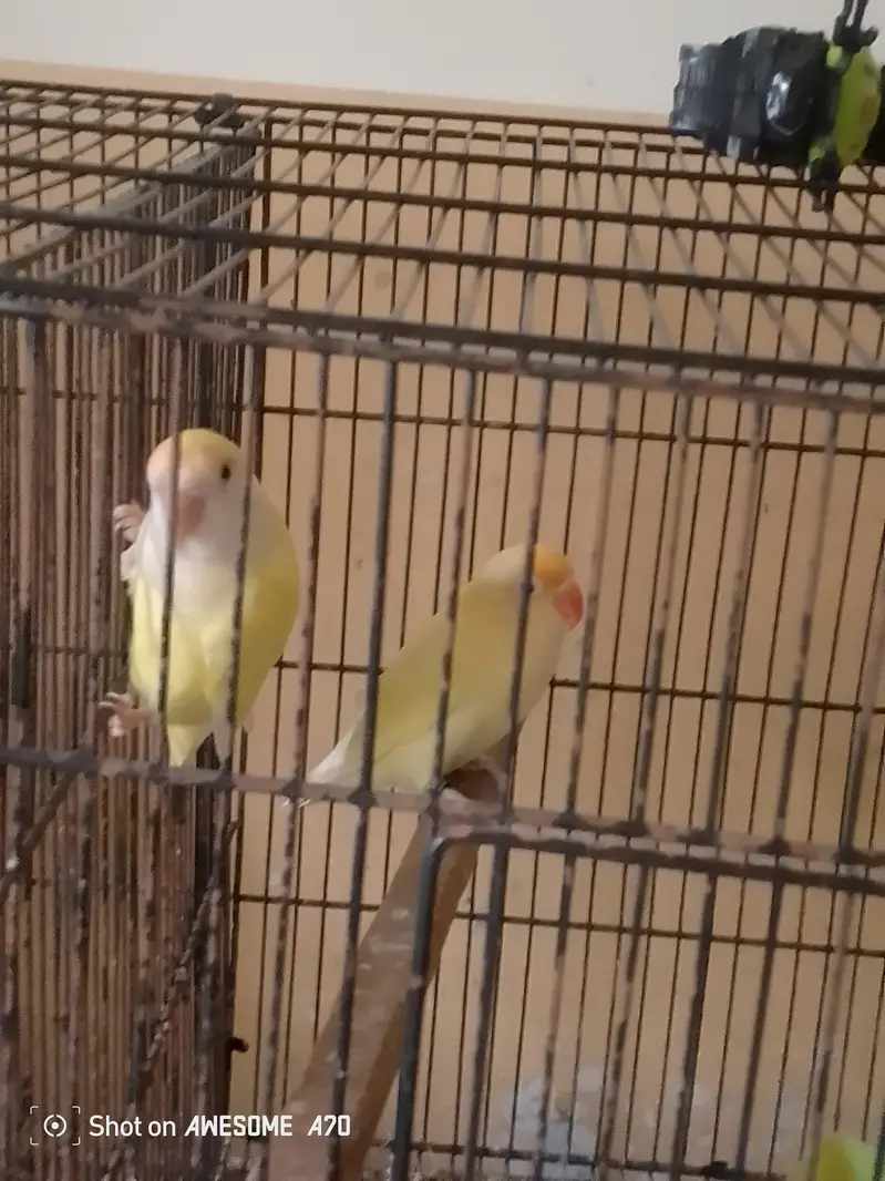 sale my love bird and cocktail 1 and budgree 5pieces — photo 9
