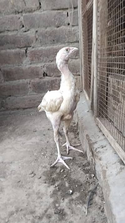 Paper white Shamo heera chicks