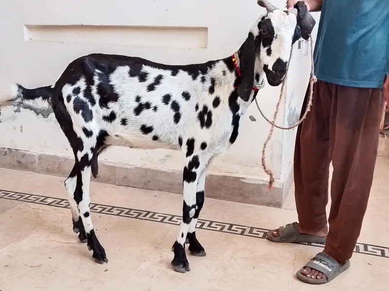 Gabban bakri for sale