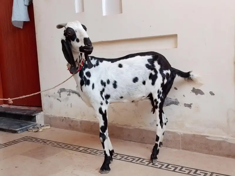 Gabban bakri for sale — photo 2
