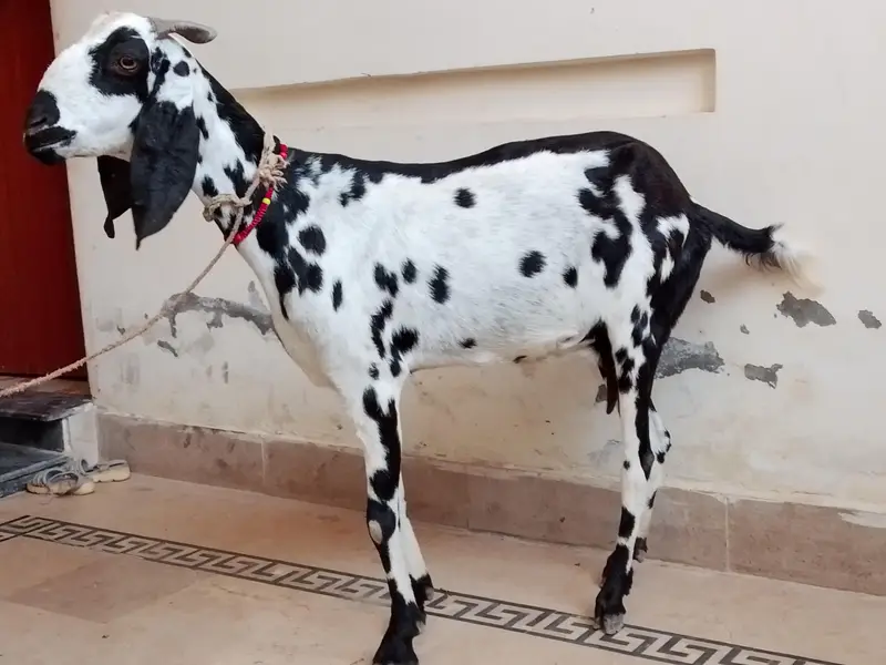 Gabban bakri for sale — photo 3
