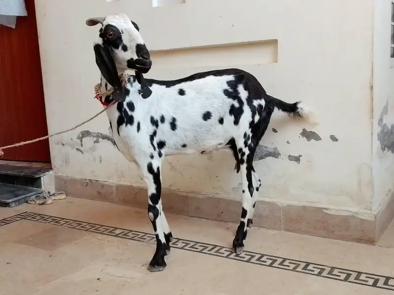 Gabban bakri for sale — photo 4
