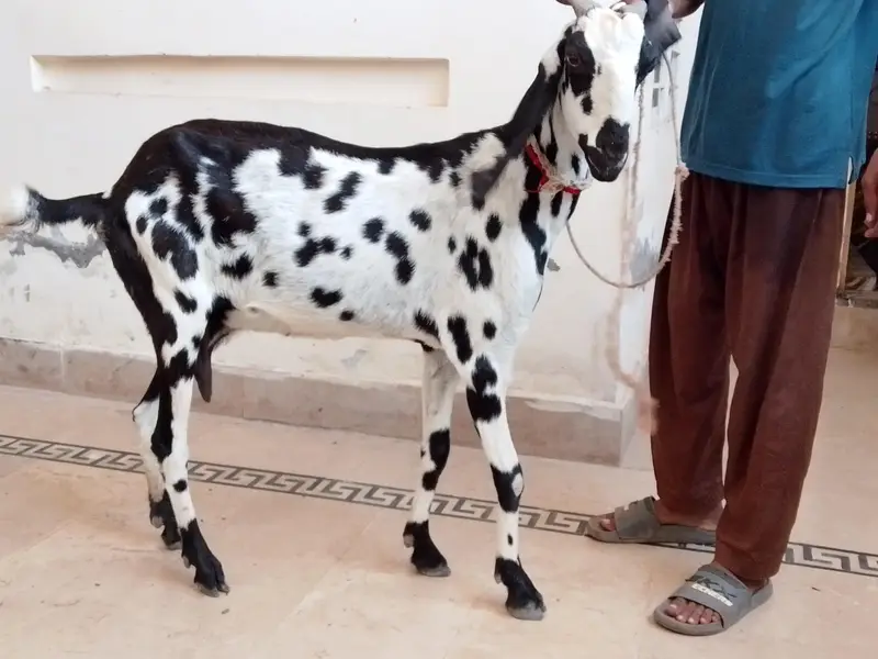 Gabban bakri for sale — photo 5