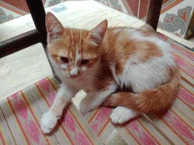 brown cat