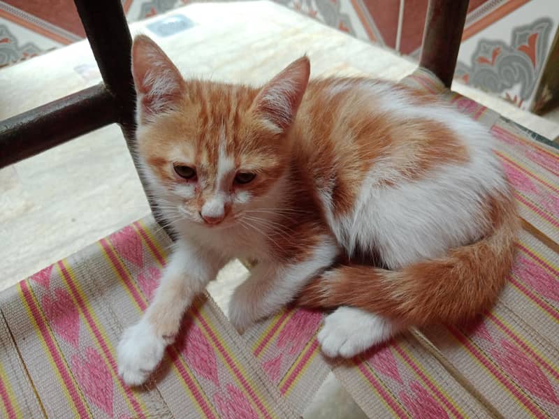 brown cat 0