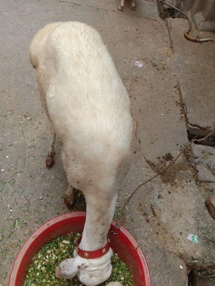 Dumba 1