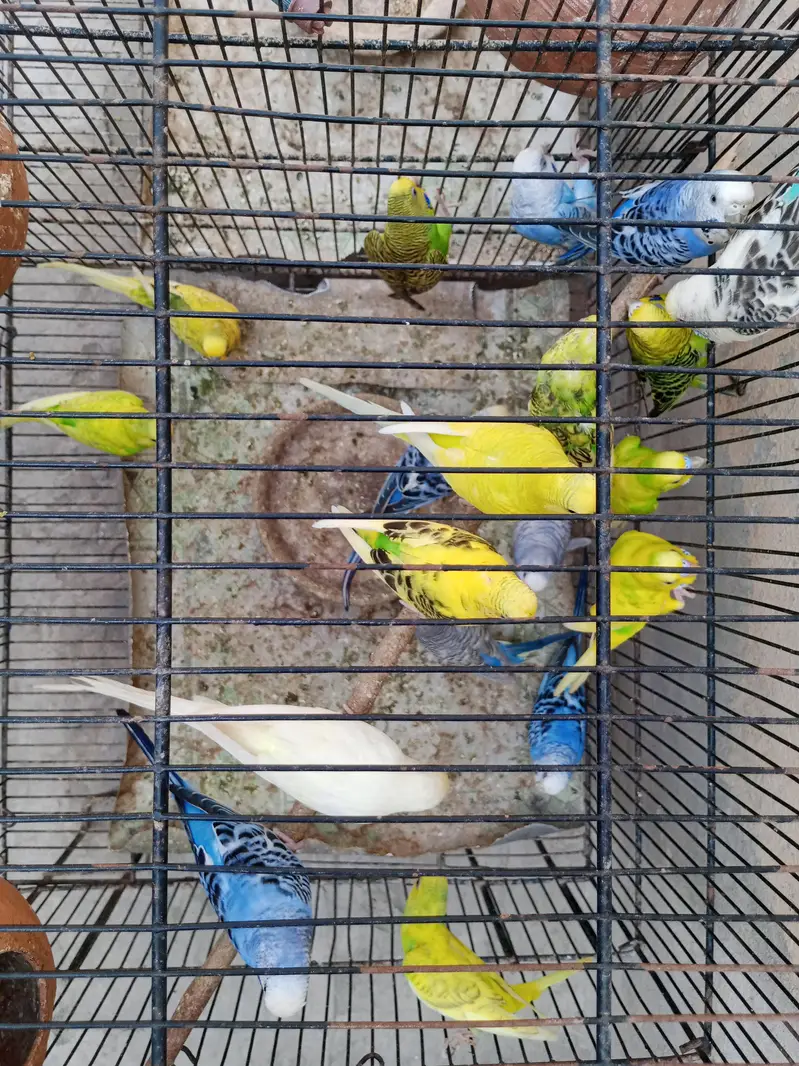 adult budgies for sale