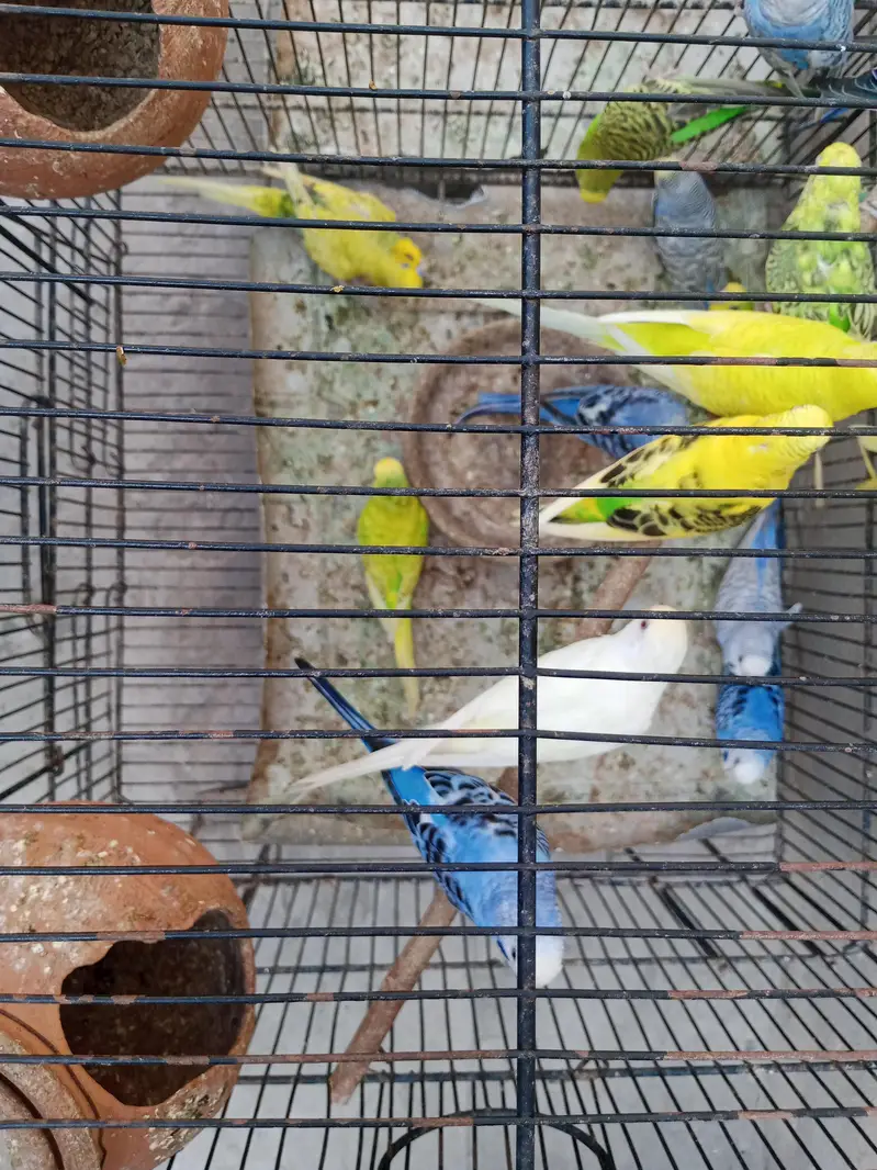 adult budgies for sale — photo 2