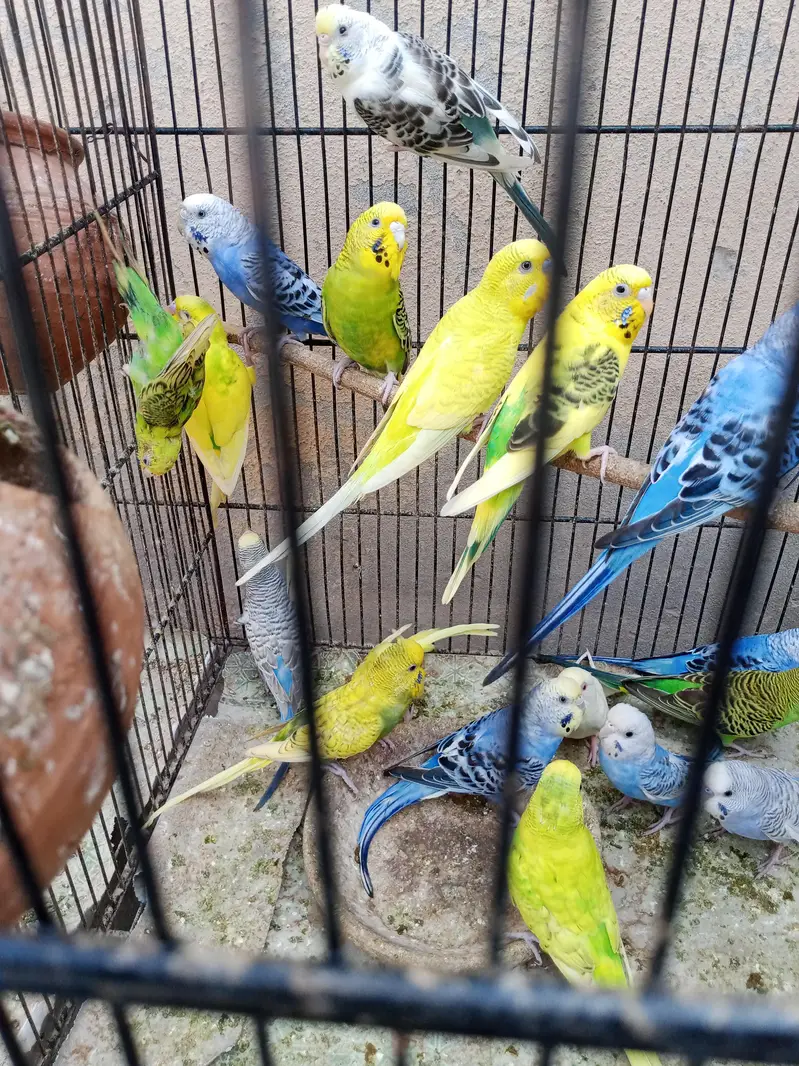 adult budgies for sale — photo 3