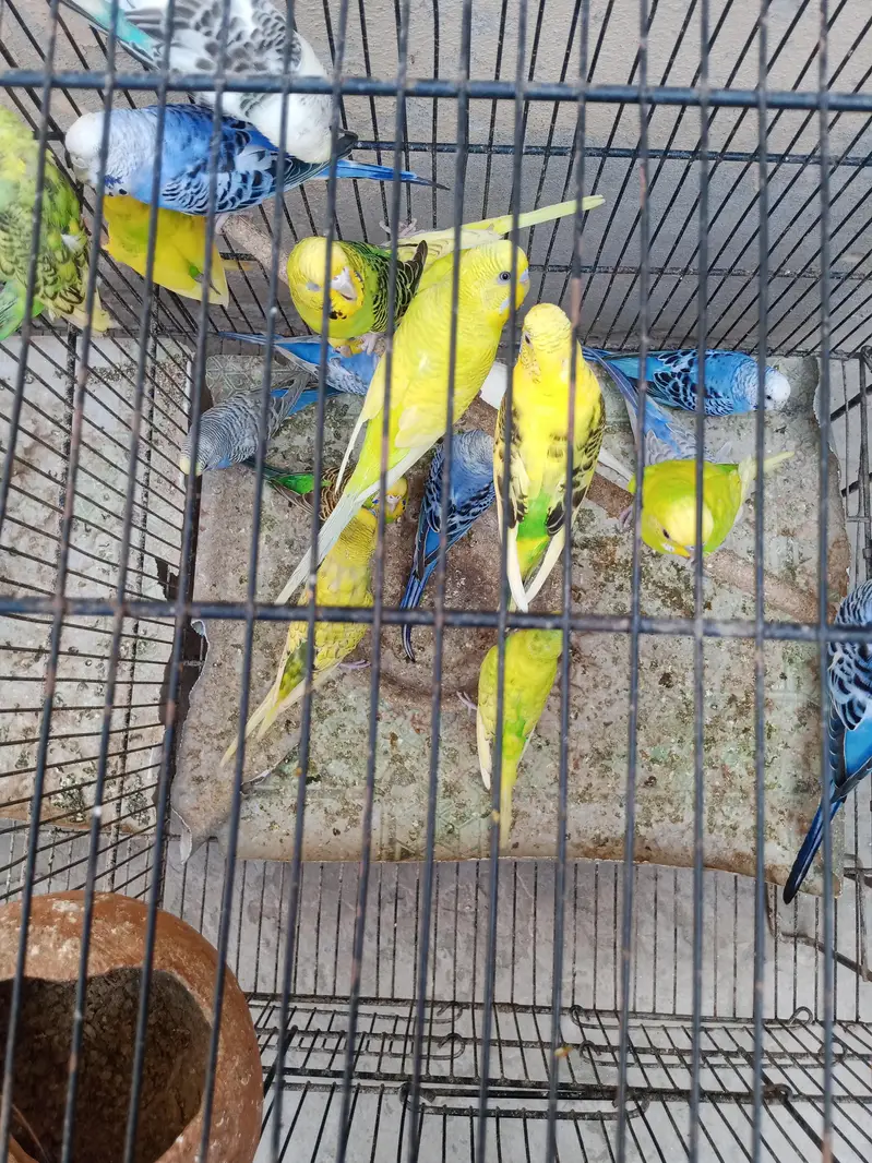 adult budgies for sale — photo 4
