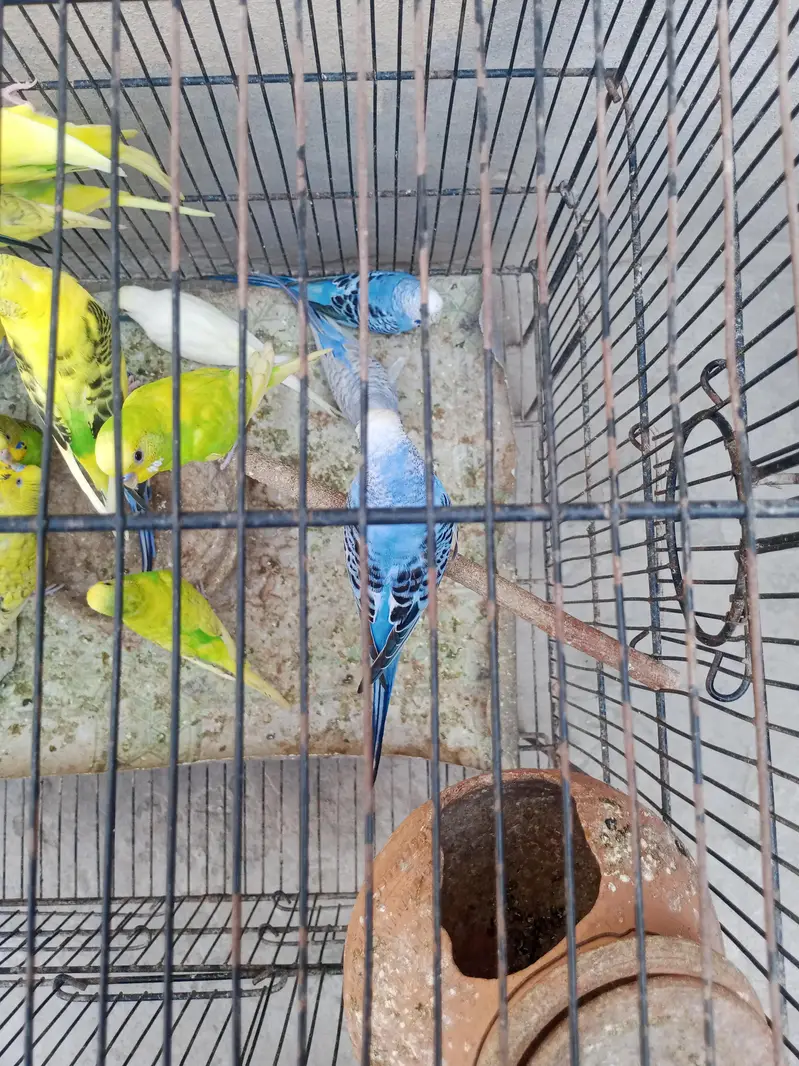 adult budgies for sale — photo 5