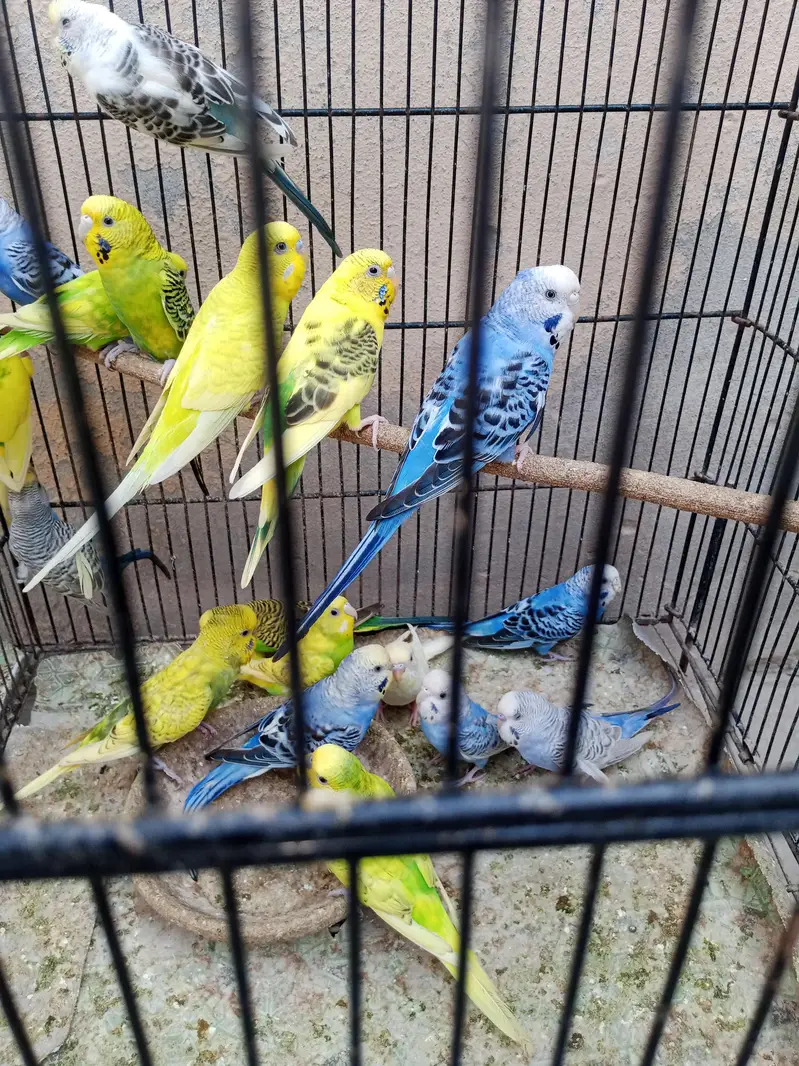 adult budgies for sale — photo 6