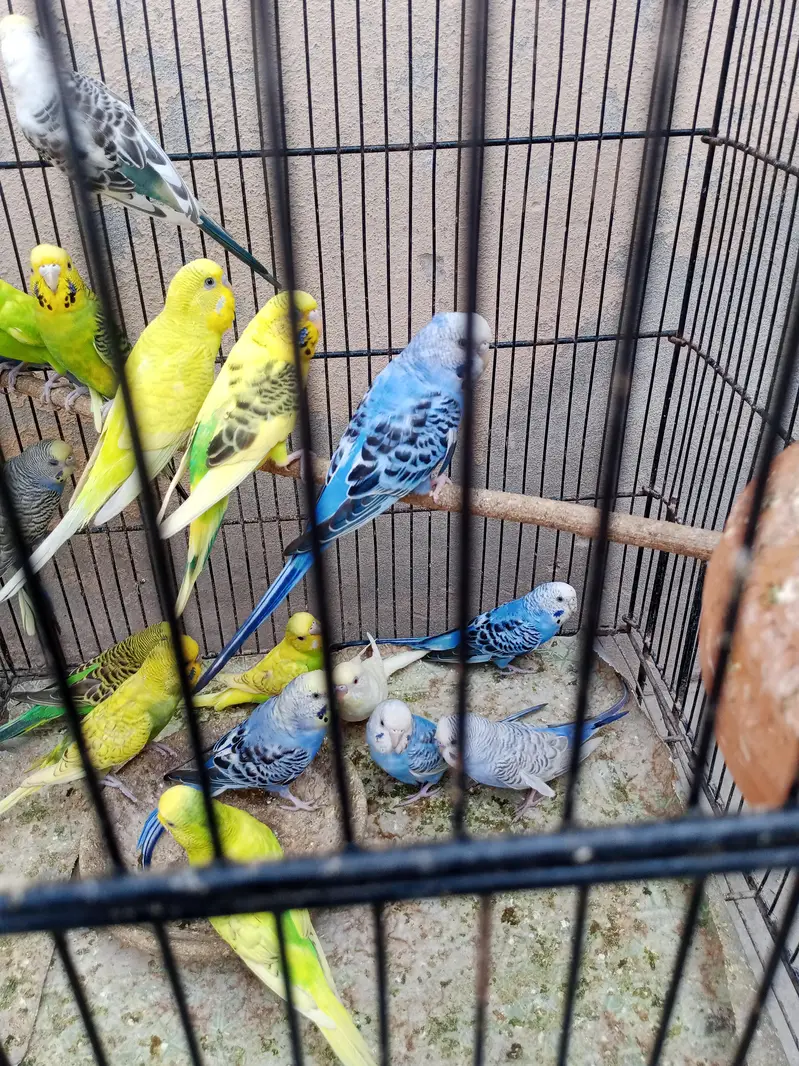 adult budgies for sale — photo 7