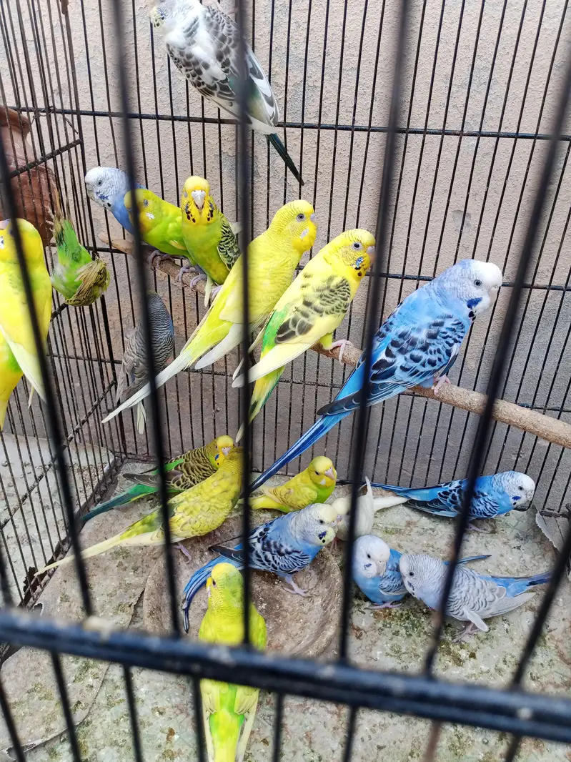 adult budgies for sale — photo 8