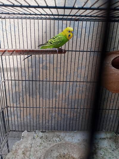 adult budgies for sale