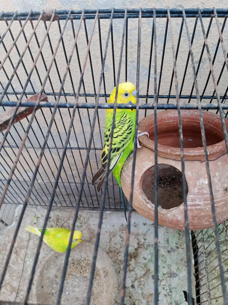 adult budgies for sale — photo 10