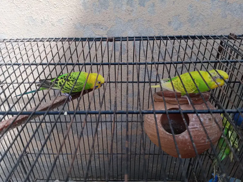 adult budgies for sale — photo 11