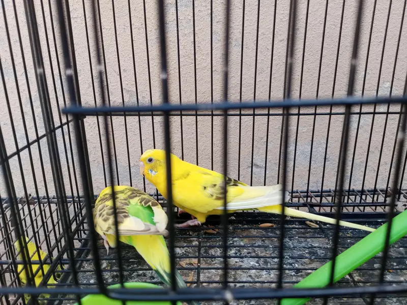 adult budgies for sale — photo 12