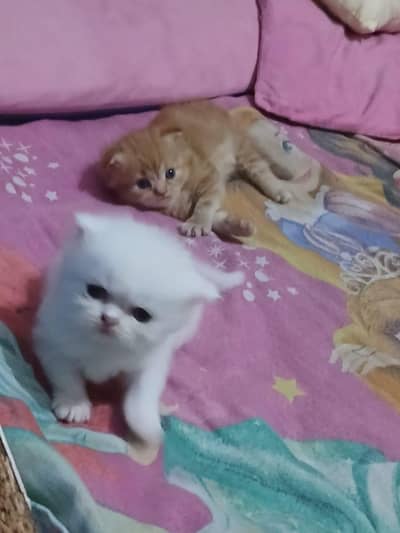 persian triple coat 4 kitten blue eye