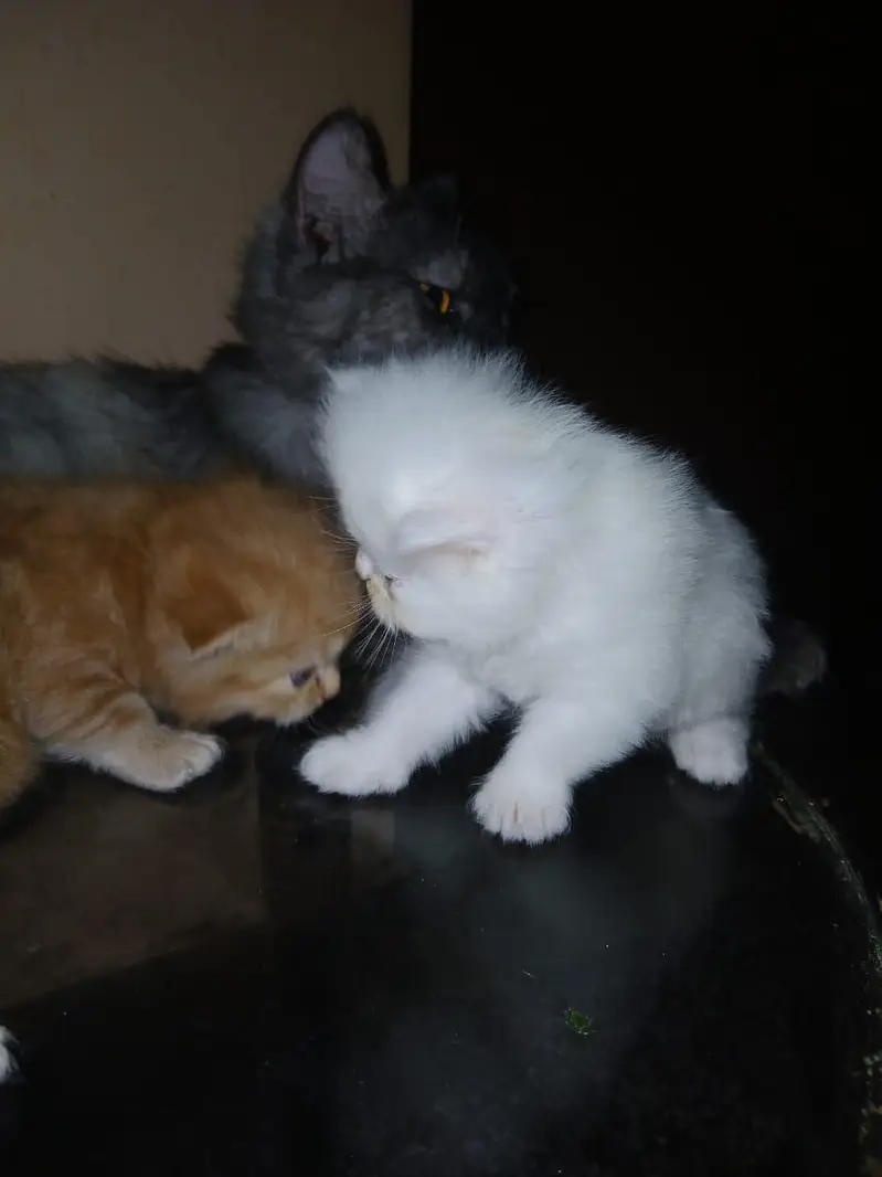 persian triple coat 4 kitten blue eye — photo 2