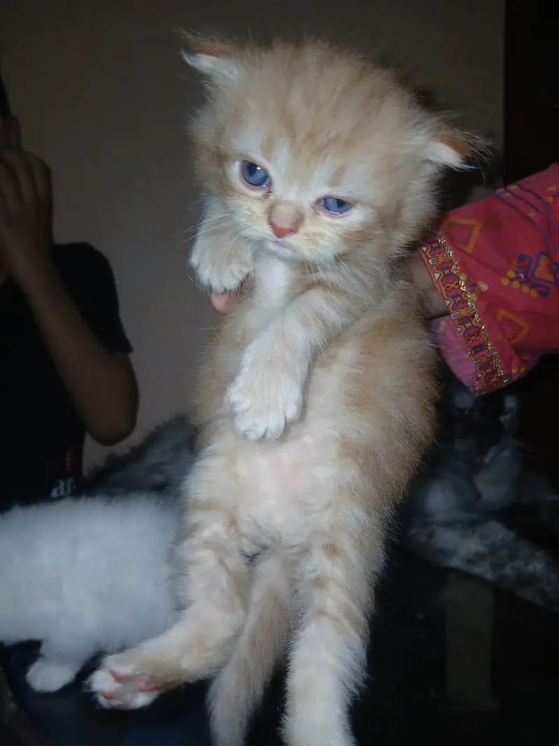persian triple coat 4 kitten blue eye — photo 3
