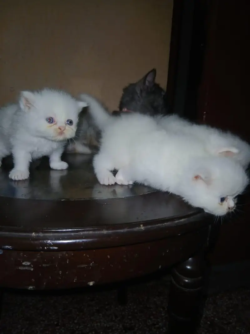 persian triple coat 4 kitten blue eye — photo 4