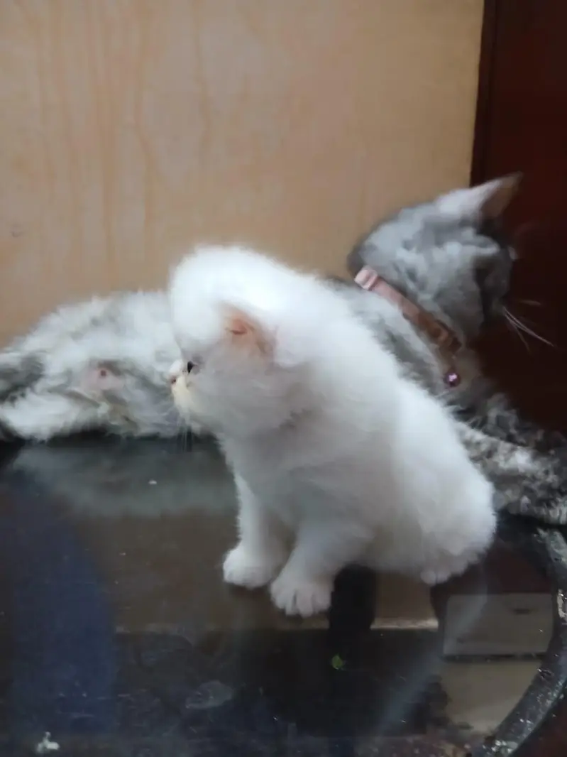 persian triple coat 4 kitten blue eye — photo 5