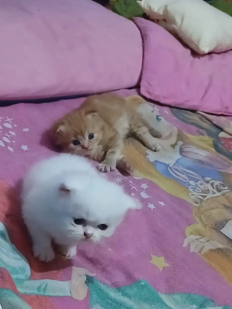 persian triple coat 4 kitten blue eye — photo 7
