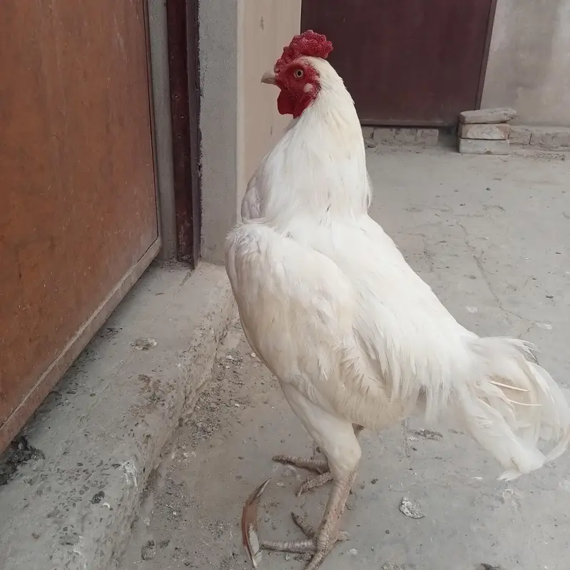 White Rooster Pure White Murgha