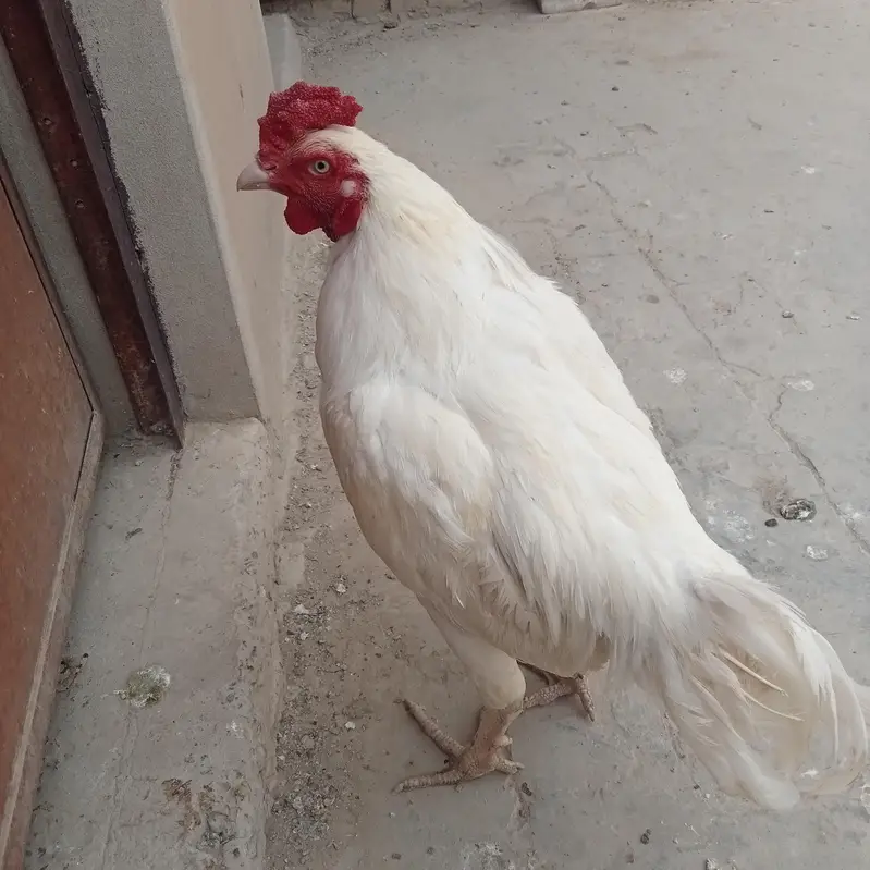 White Rooster Pure White Murgha — photo 2