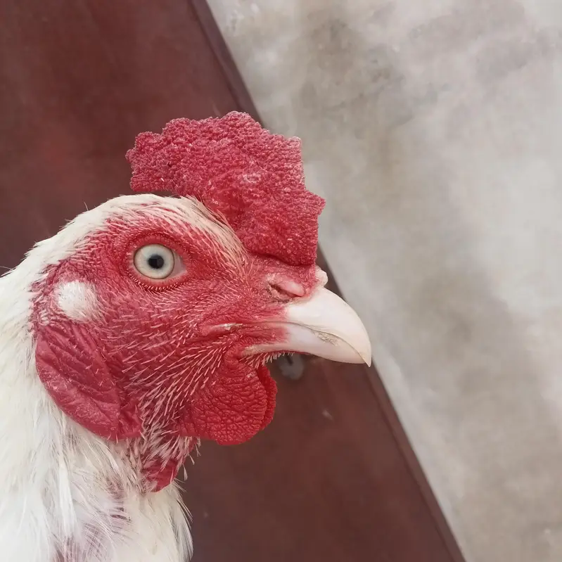White Rooster Pure White Murgha — photo 3