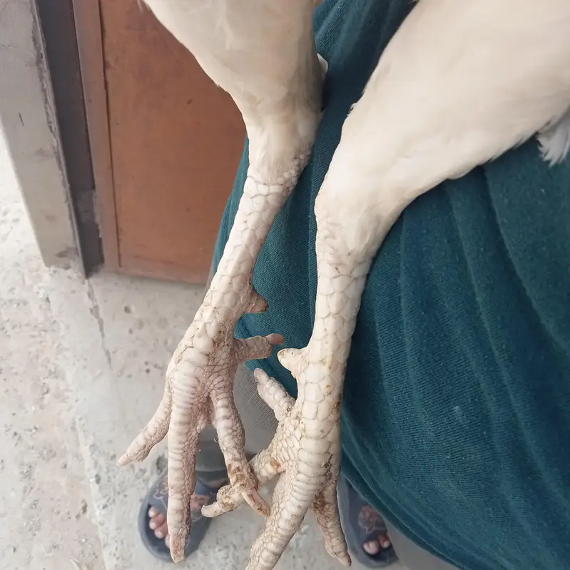 White Rooster Pure White Murgha — photo 4