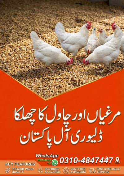 Poultry Hens Chicks & Rice Husk Chawal ka Chilka Delivery All Pakistan