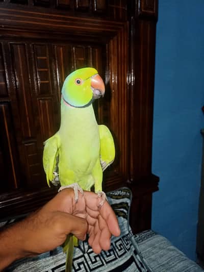ringneck parrot Pair