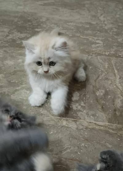 Persian triple coat kitten's