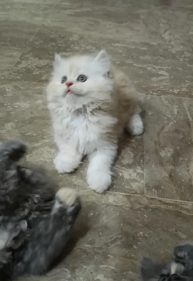 Persian triple coat kitten's — photo 2