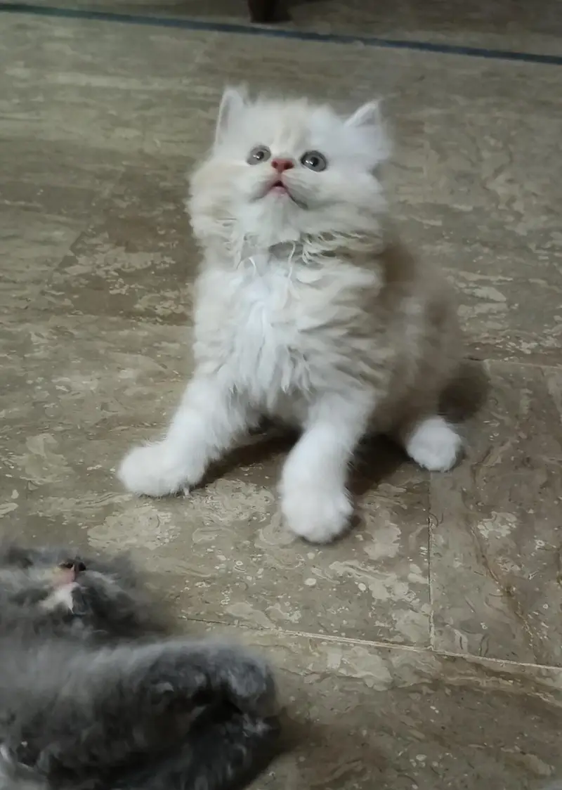 Persian triple coat kitten's — photo 3