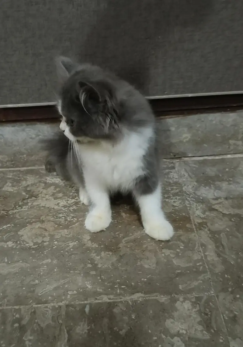 Persian triple coat kitten's — photo 4