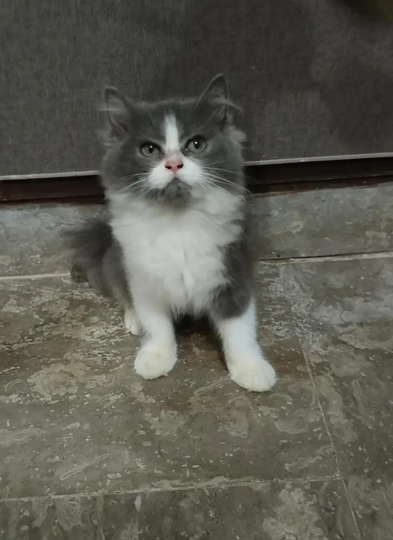 Persian triple coat kitten's — photo 5