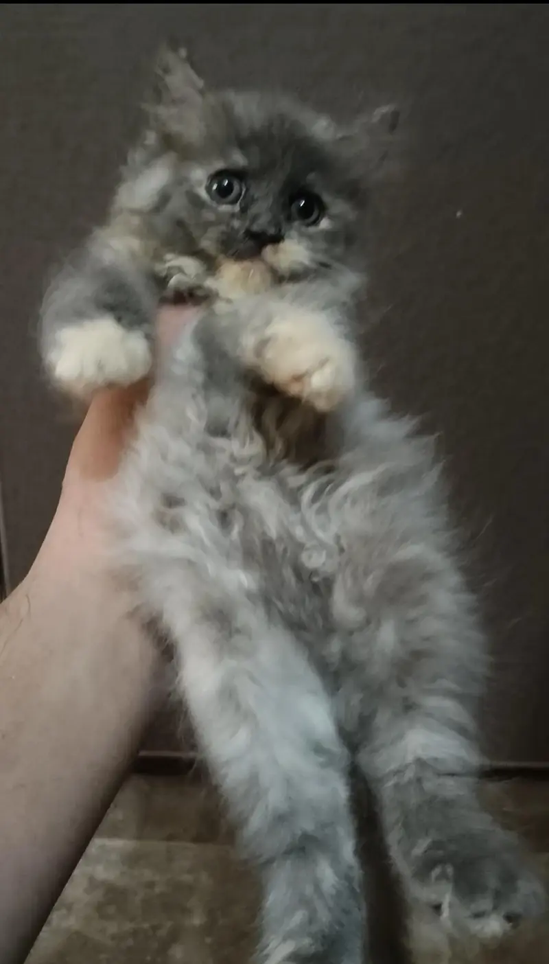 Persian triple coat kitten's — photo 6