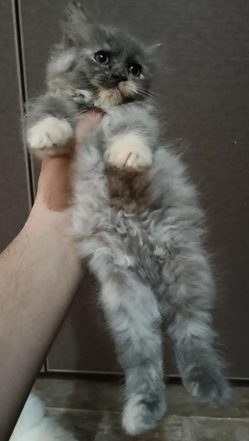 Persian triple coat kitten's — photo 7