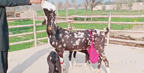 2 bacchon wali bakri for sale call_03230718297