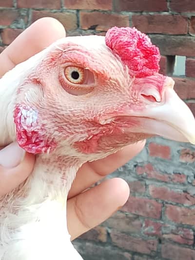 Pakistani Aseel Heera | Mianwali Aseel | Pure Aseel breeder _pathy