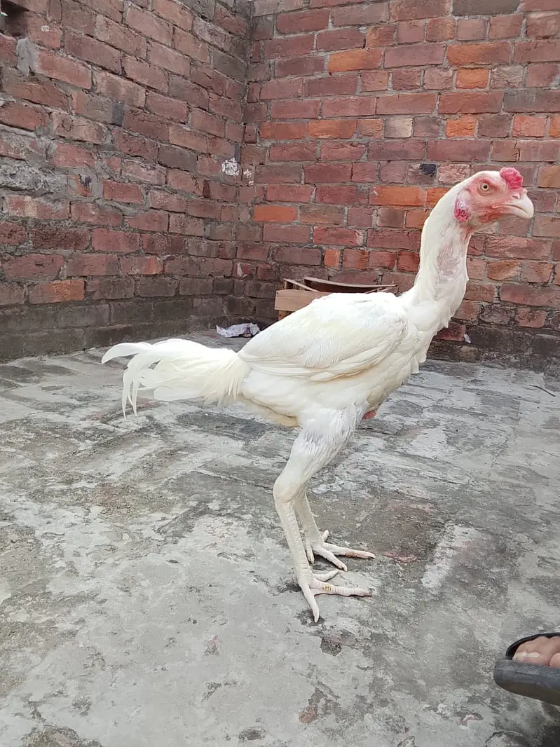 Pakistani Aseel Heera | Mianwali Aseel | Pure Aseel breeder _pathy — photo 2