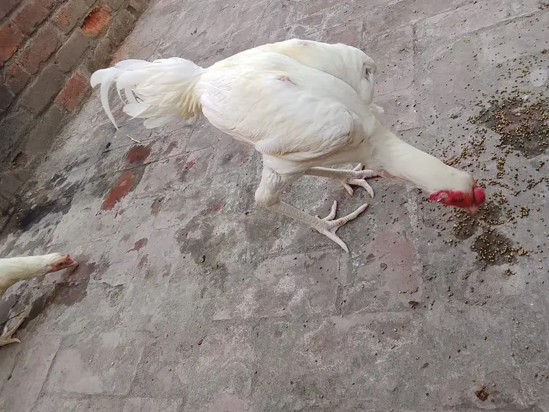 Pakistani Aseel Heera | Mianwali Aseel | Pure Aseel breeder _pathy — photo 4