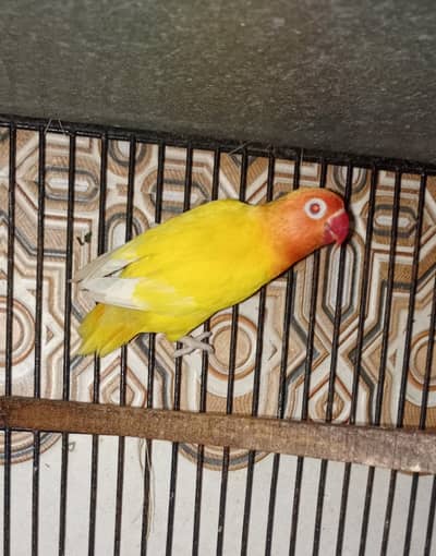 Love birds